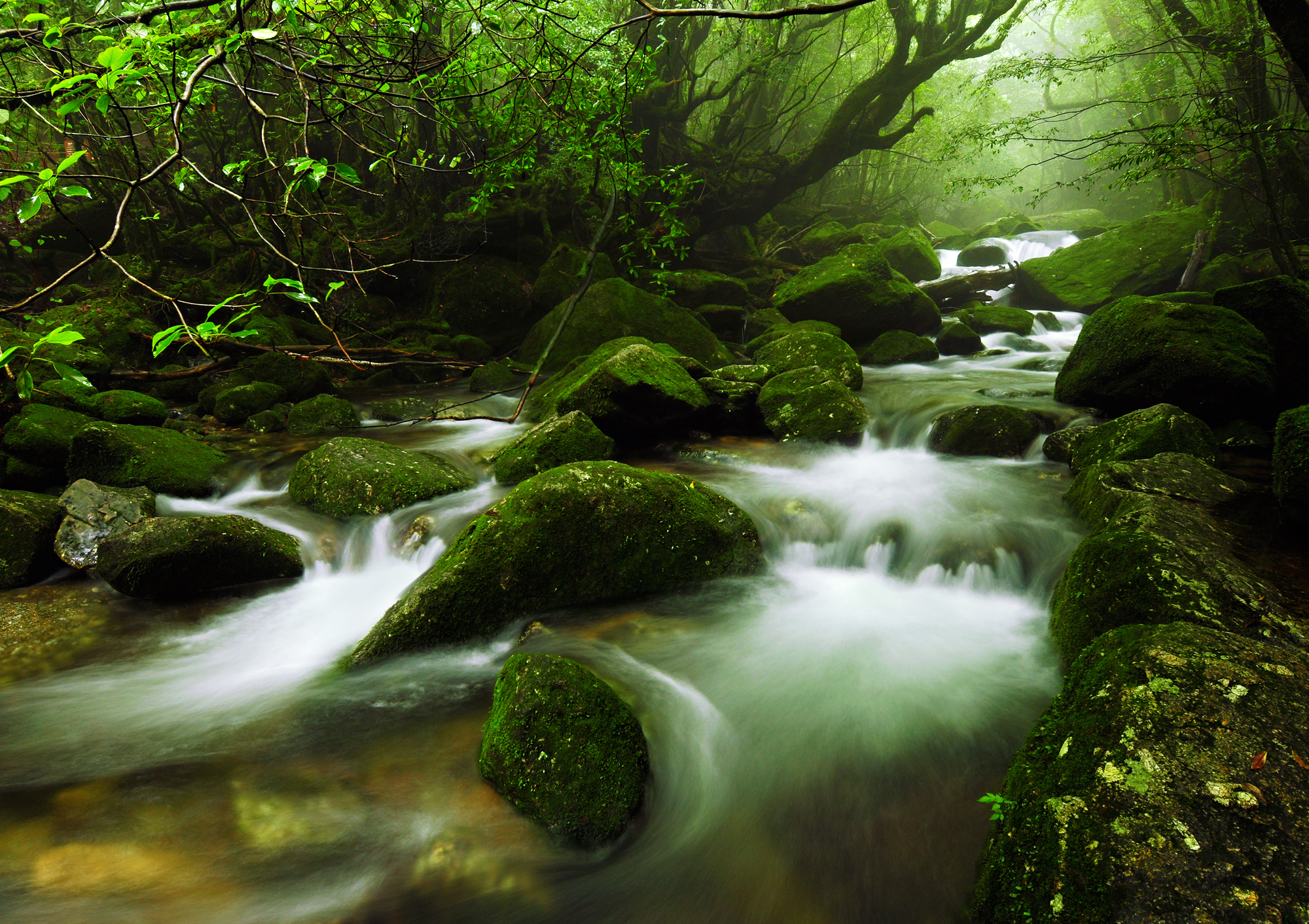 YAKUSHIMA A UNESCO Forest covered in moss, ancient trees, mystical