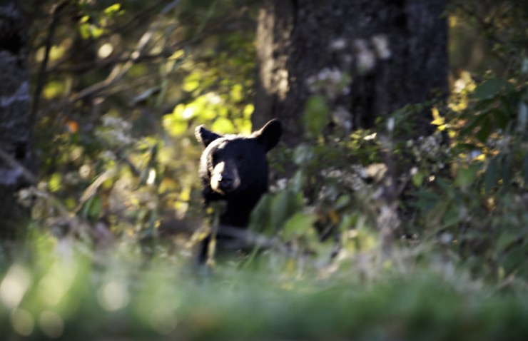 37Frames - Smoky Mountains 11.10-26