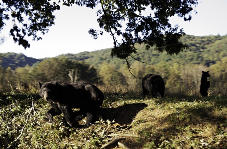 37Frames - Smoky Mountains 11.10-48