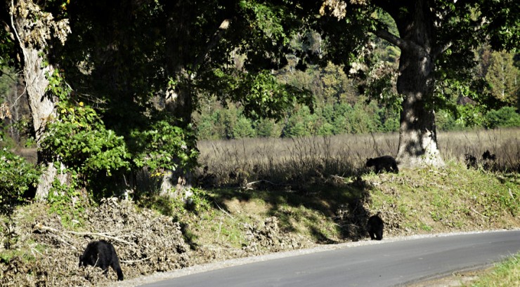 37Frames - Smoky Mountains 11.10-50